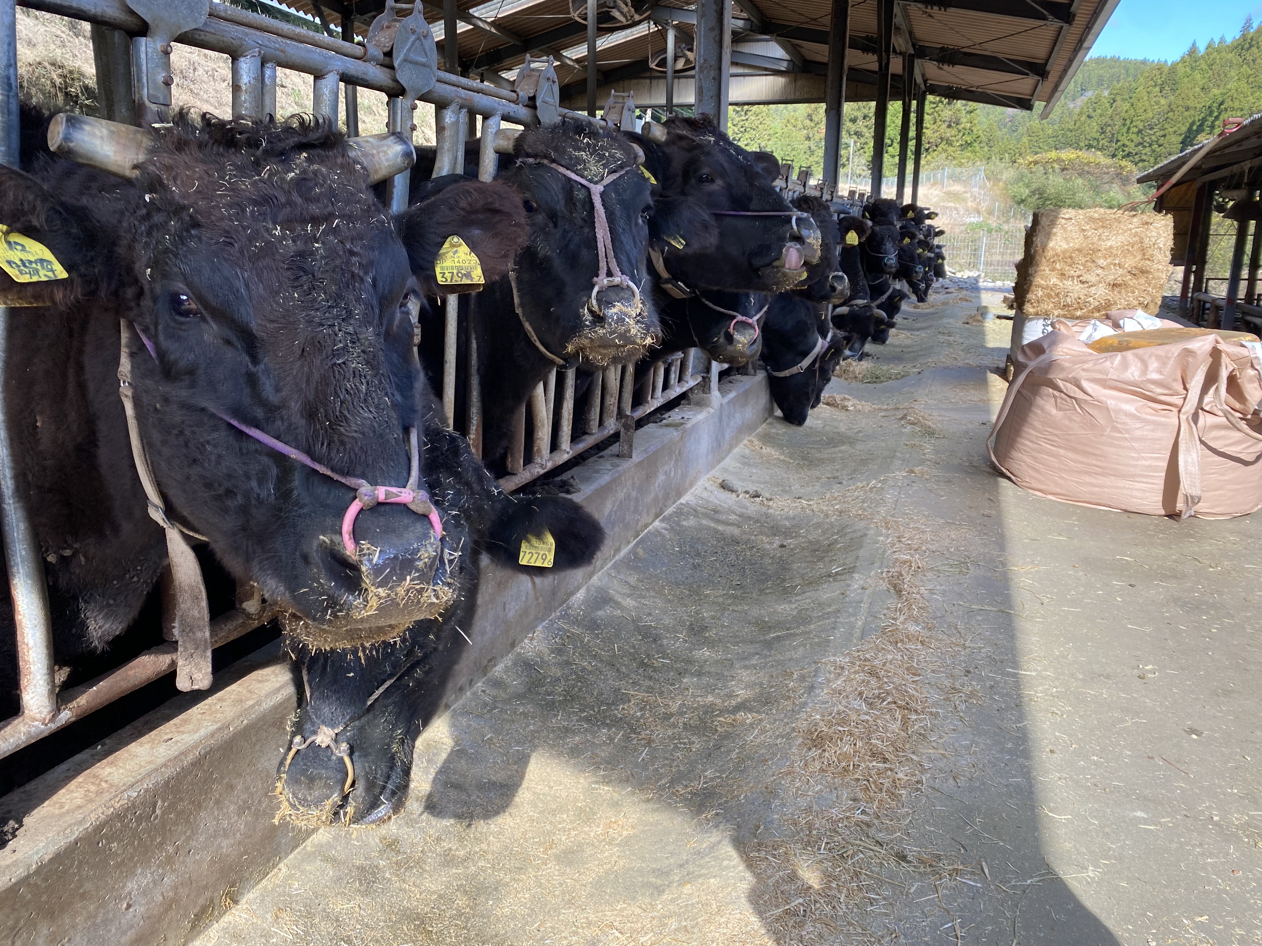 鳳来牛が並んでいる写真