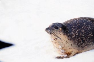 Asahikawa city Asahiyama Zoo