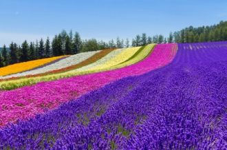 Lavender fields (Farm Tomita)