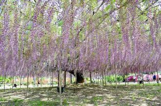Ashikaga Flower Park