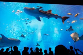 Okinawa Churaumi Aquarium