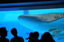 Yokohama Hakkeijima Sea Paradise