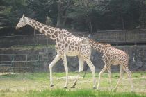 Higashiyama Zoo & Botanical Gardens