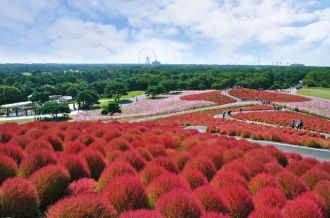 Hitachi Seaside Park