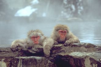 Jigokudani Yaen Koen