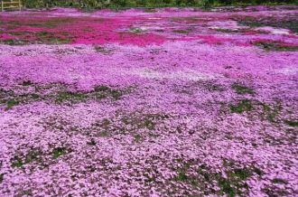 Moss phlox of Kunita Family