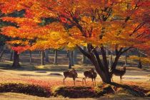 Nara Park