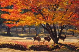 Nara Park