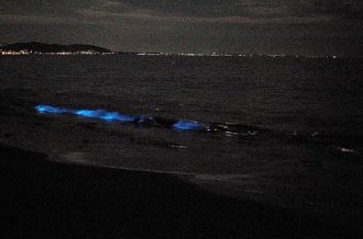 Sea fireflies’ observation