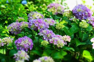 Village of hydrangea