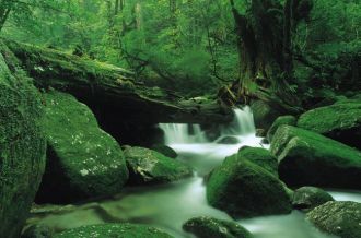 Yakushima Island