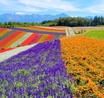 Hokkaido Area