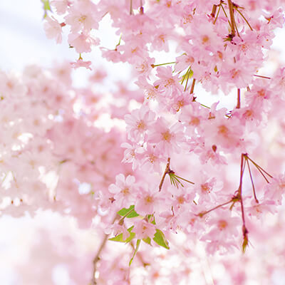 Fine dining near the cherry blossoms - SAVOR JAPAN -Japanese Restaurant ...