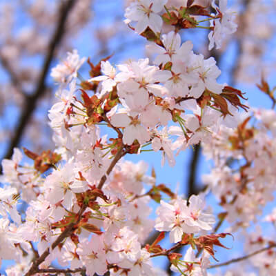 Fine dining near the cherry blossoms - SAVOR JAPAN -Japanese Restaurant ...