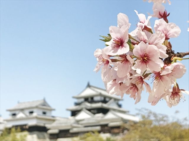 Let's Hanami in Tachikawa!, Japan, Japan Travel