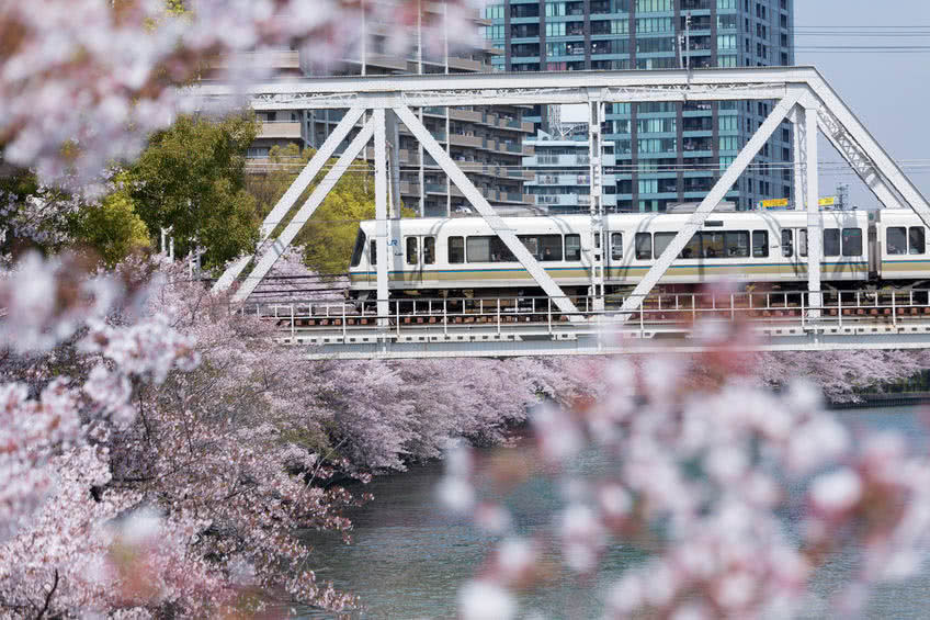 Ultimate Guide to Viewing Cherry Blossoms in Japan