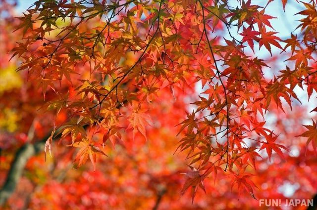 TOKYO, One of Japan's Largest Sightseeing Areas where you can Enjoy ...