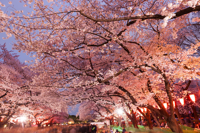 What does Sakura mean in Japan?