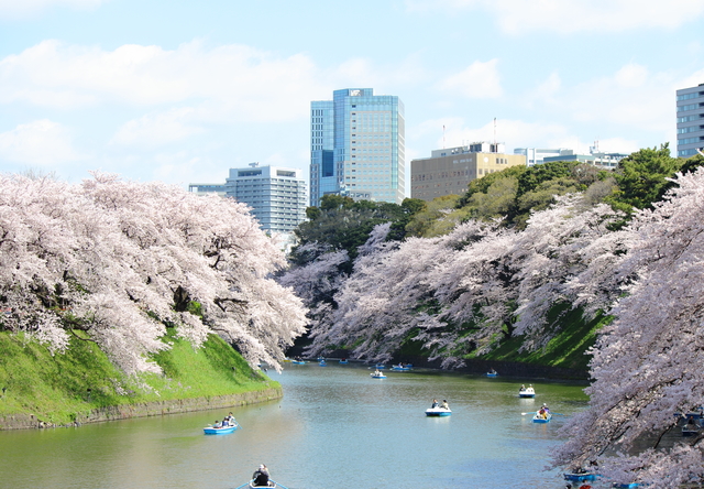 Facts and Tips for Enjoying Hanami in Japan Discover Oishii Japan ...