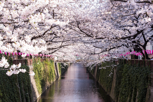 Facts and Tips for Enjoying Hanami in Japan Discover Oishii Japan ...