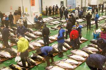 Recommended Restaurants Near Toyosu Market - The New Location of Tsukiji Fish Market