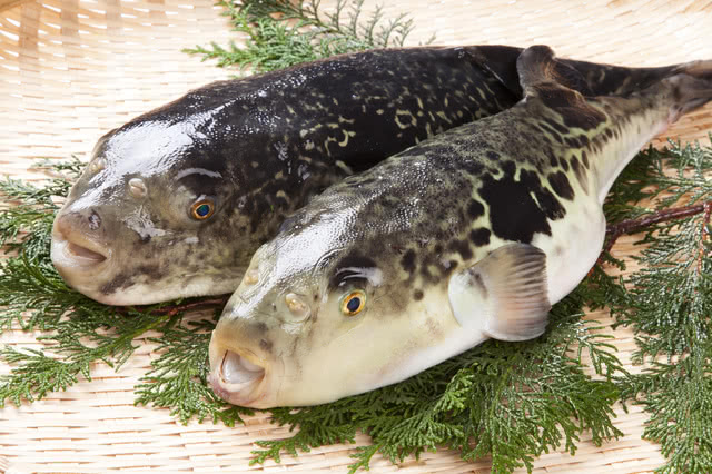 fugu restaurants