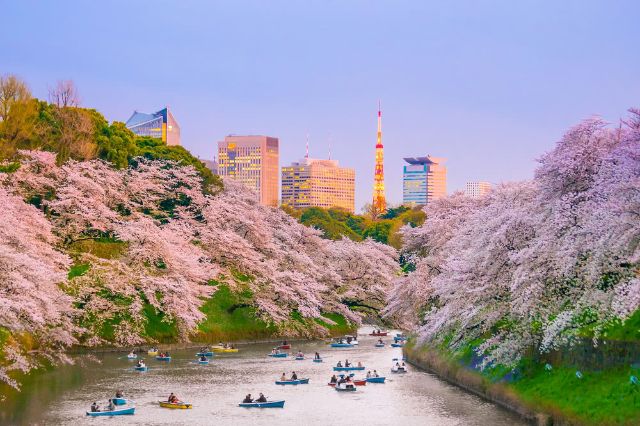 Top Restaurants Near Famous Tokyo Sakura  Viewing Spots 