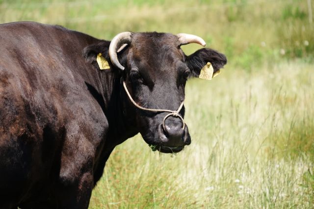 The Perfect Guide to High-Quality Japanese Wagyu Beef Brands