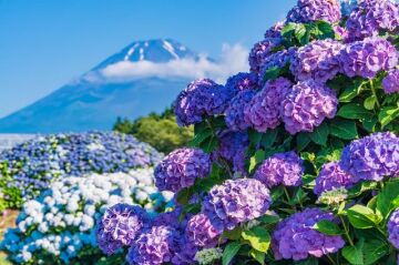 Hydrangea Season Is Almost Here! Famous Hydrangea Spots and Nearby ...