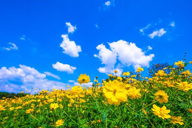 Enjoy flower tourism in Tachikawa during autumn