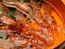 Hakodate Marukan Gyogyobu Umigaki Main Branch_Live Spot Prawn - Freshness is excellent because it is shipped directly from the fishing port. The deliciousness of Hokkaido is all packed in.