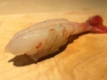 Sushi Isono_Jumbo Shrimp