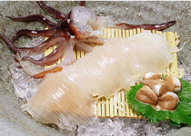 Hakodate Seafood Izakaya Uomasa Goryokaku Main branch_[Sashimi of Live Squid] Freshness is the key! Enjoy nice and crunchy texture. *Reservations are required