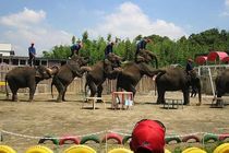 Ichihara Elephant Kingdom