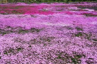 Moss phlox of Kunita Family in Gifu - SAVOR JAPAN -Japanese Restaurant ...