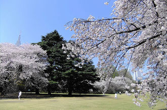 Shinjuku Gyoen National Garden In Tokyo Savor Japan Japanese Restaurant Guide