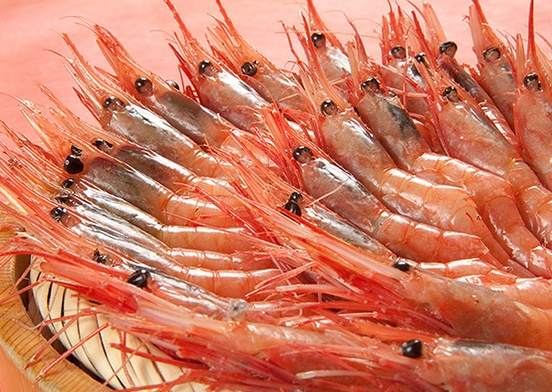 Northern pink shrimp