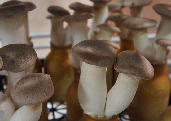 King trumpet mushroom - Japanese food glossary SAVOR JAPAN ...