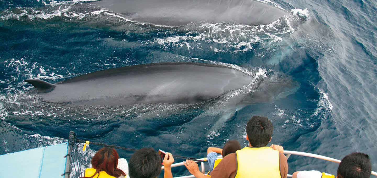 Whale watching image
