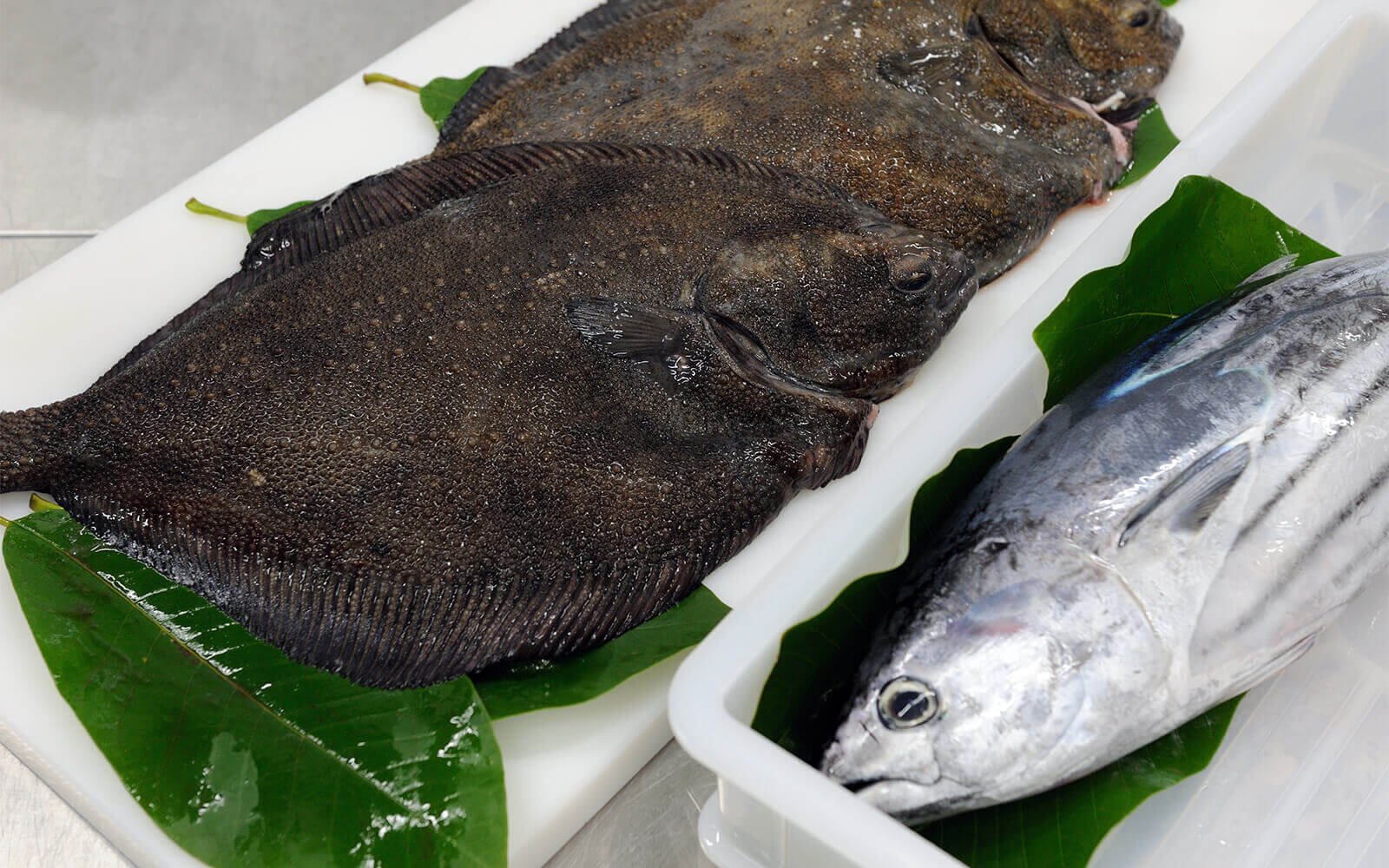 	Most of the fish are procured from [Sasue Maeda Fish Store] in Yaizu. 