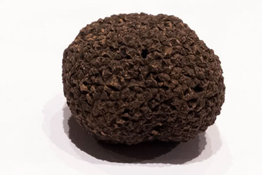 This fresh truffle is from Kanagawa Prefecture